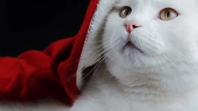 Cute cat video 😍