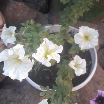 White petunias