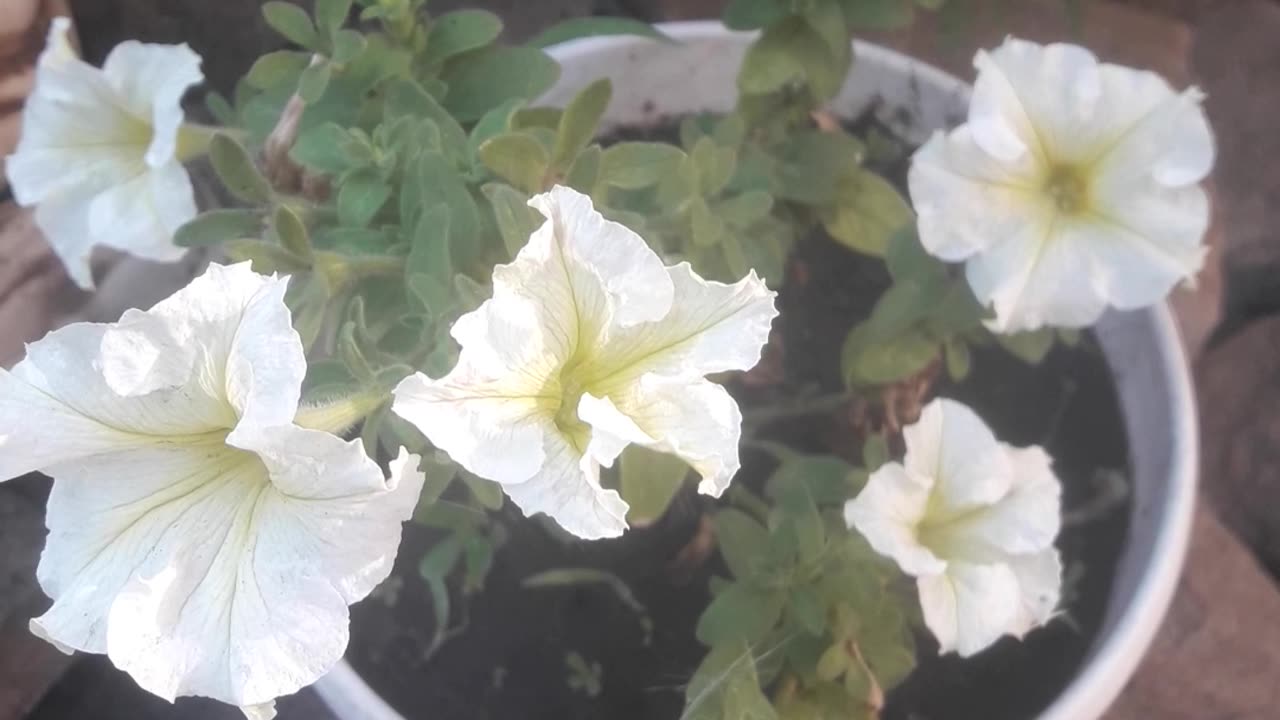 White petunias