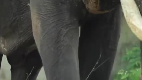 പനയന്നാർ കാവ് കാളിദാസൻ