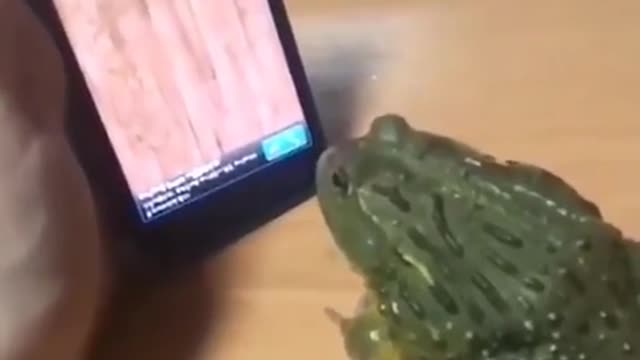 Funny Frog