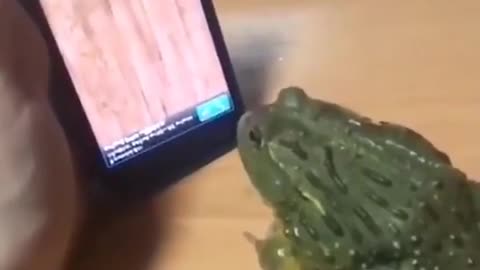 Funny Frog