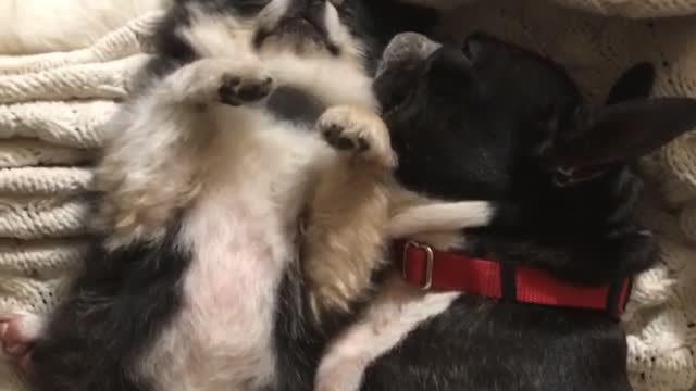 Black white fluffy dog cuddled by black dog