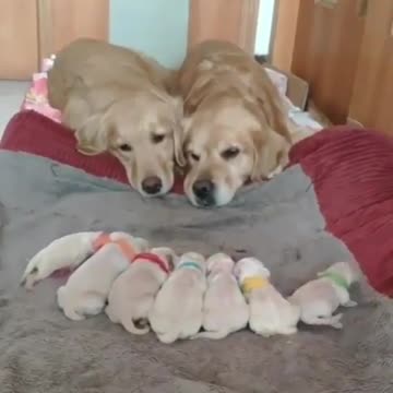 Father and mother love