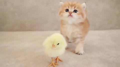 Fluffy orange meets with the yolk