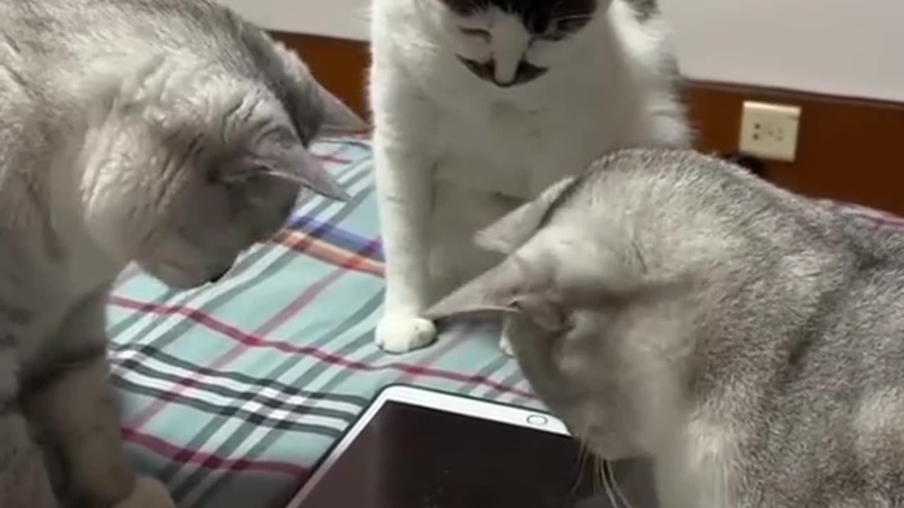 Hilarious Cats funny animals videos