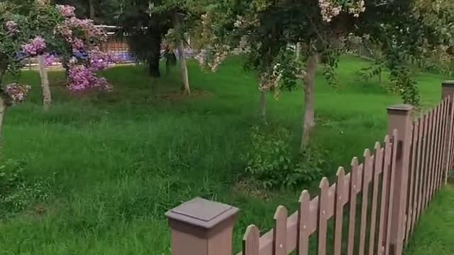 A small garden of a villa; the plants are well grown here