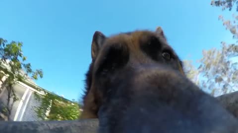 When dog steals GoPro