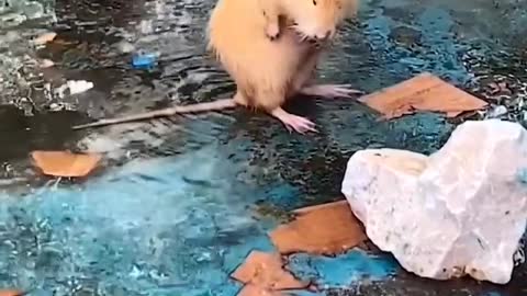 this gain rat bathing like a human 😍😅 .