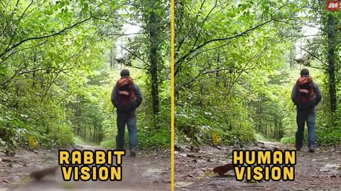 Rabbit Body Language Explained
