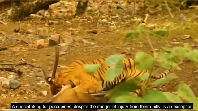 Tiger Attack in Safari Park (Tiger Attack On Man -Tiger Attack on car and vehicle)