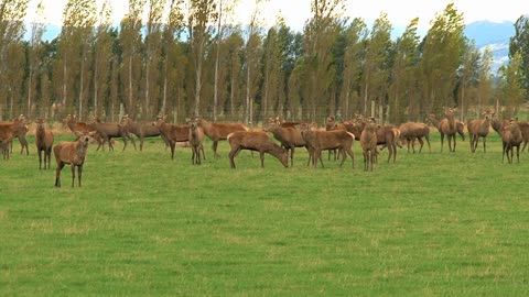 Deers, Southern Island, , New Zealand