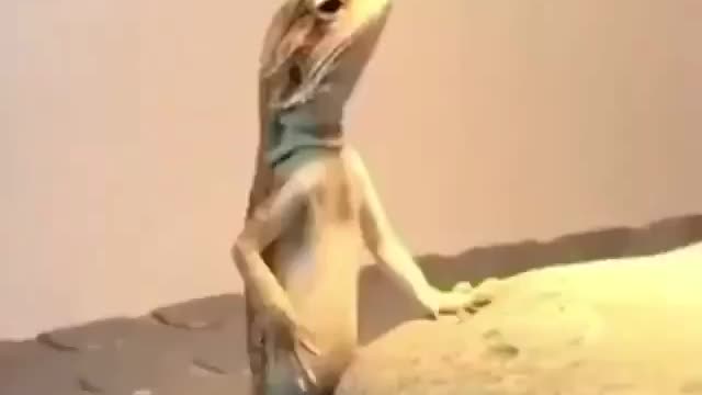 You never had watched before activity of lizard
