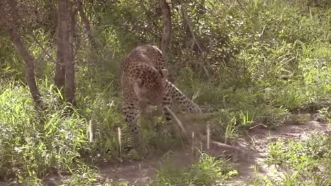 Monitor Lizard vs Leopard Real Fight