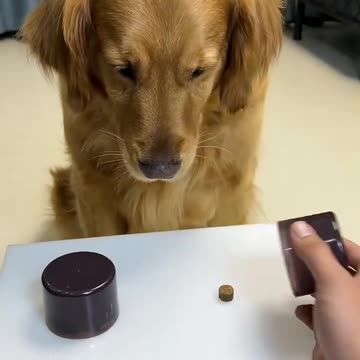 Very funny moments #dog #shorts