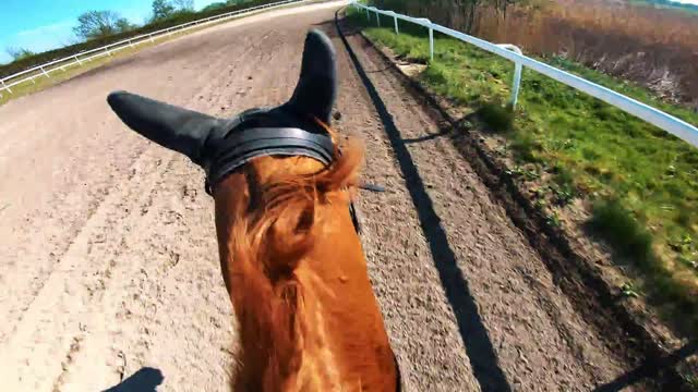 crazy horse ride