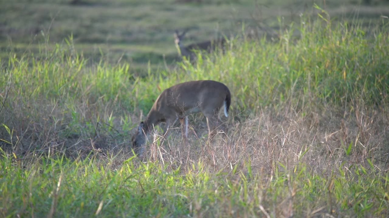 Deer Feeding