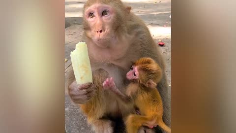 This little monkey is so cute when he asks his mother for bananas 🐒🙉