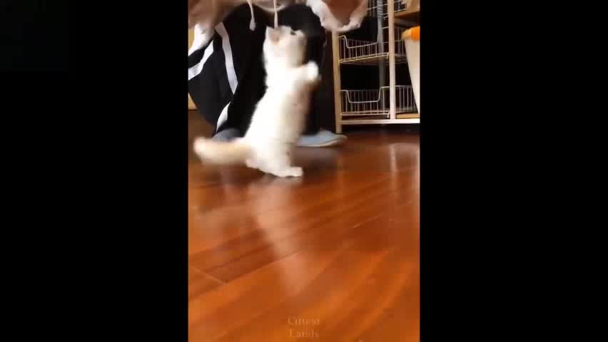 Cute cat - playing with their owners