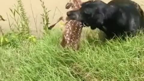 The dog saved the deer from drowning