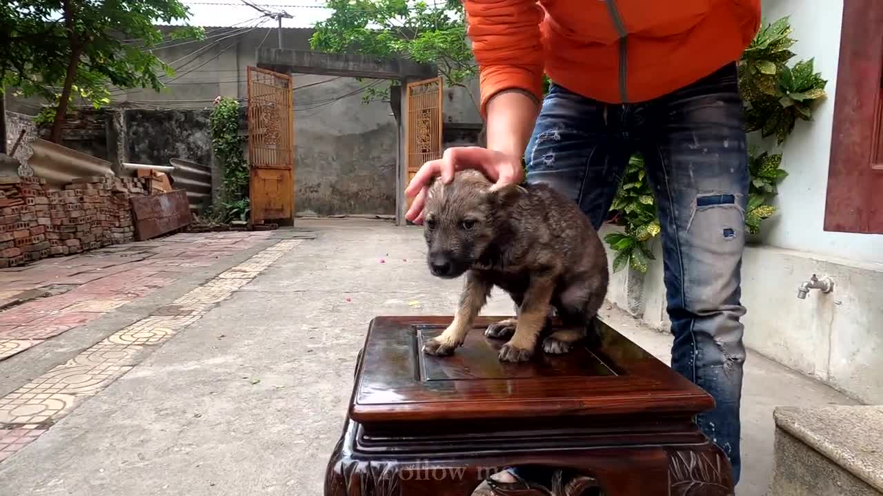 Rescue Puppy Abandoned, Sad and Scared: The Story of This Innocent Dog will Melt Your Heart