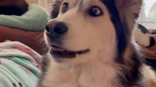 Funny Dog's Reaction While Watching TV