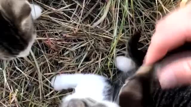 Ten Kittens Rescued Along Road