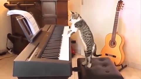 Pianist cat