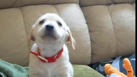 funny golden retriever puppy ....