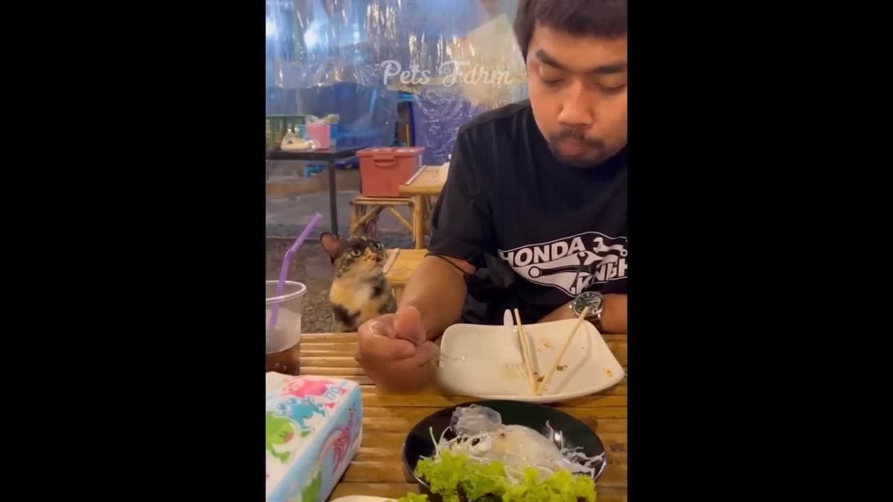 Funny Dogs And Cats Videos