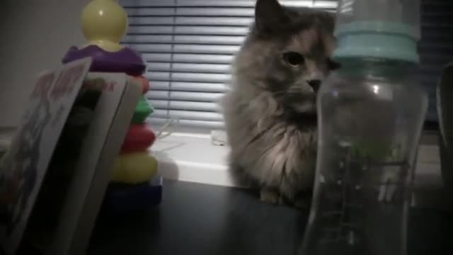 Imperturbable beautiful cat ( Funny Cute Cat Video ) 🐾