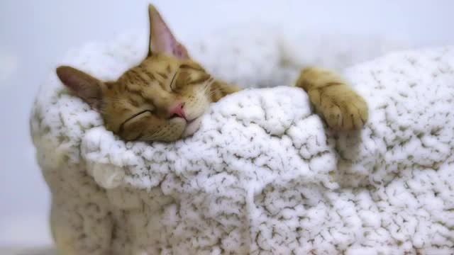 the music will make your cat slep in 5 minutes, relax the cats