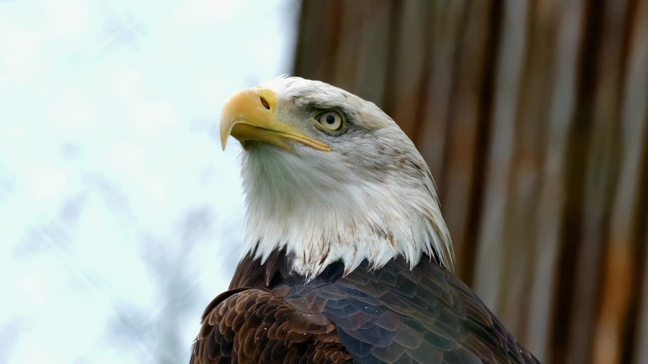 Rare African Fish Eagle spotted in crowded city