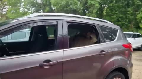 So Cute how Husky reacts when his Granny Turns Up