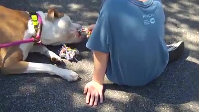 Justin, Young American Bulldog-Box Mix