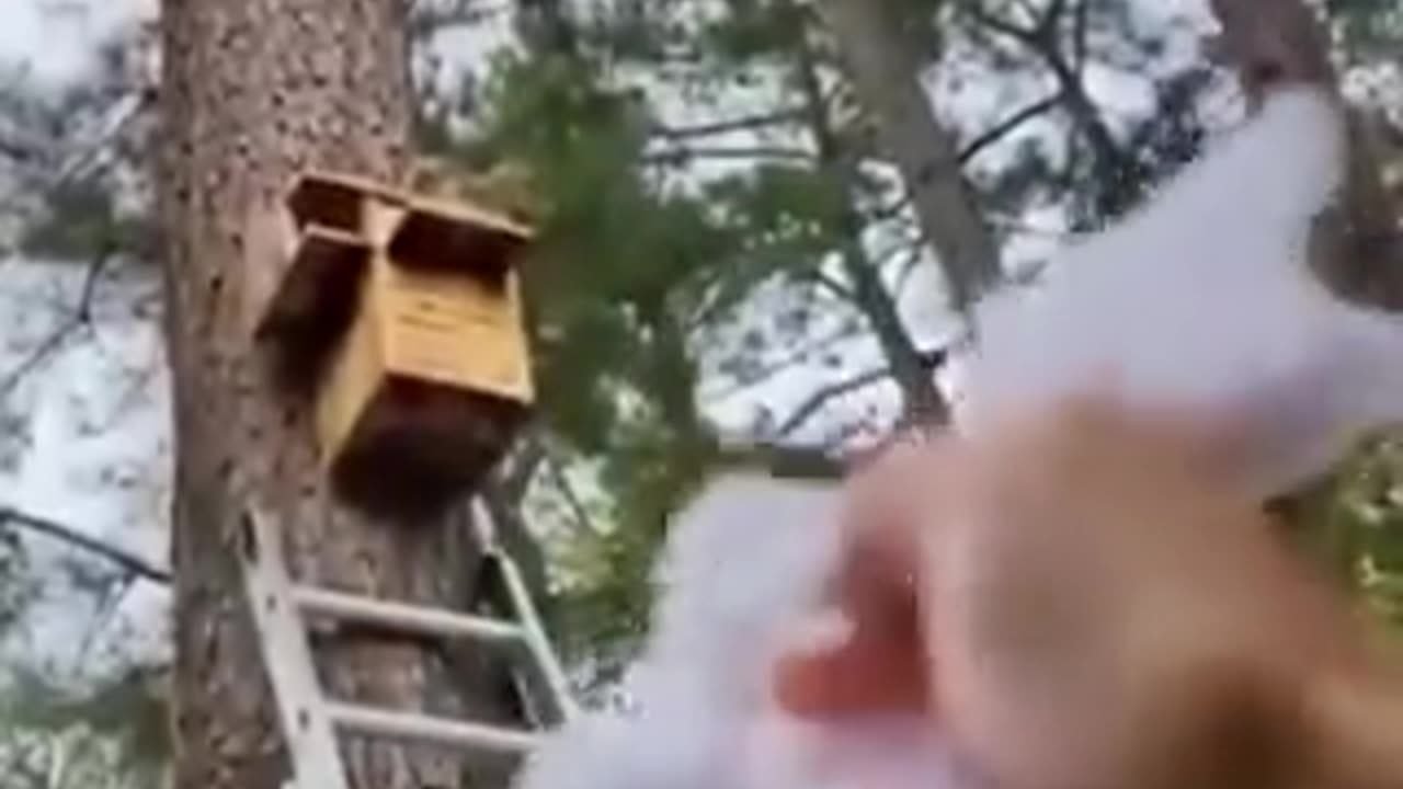 They built a new home for the little squirrel that lost its nest during tree cutting.