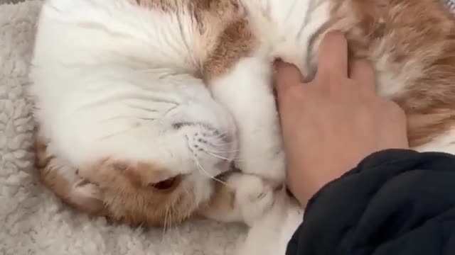 Cat Is Sleeping while we Message?