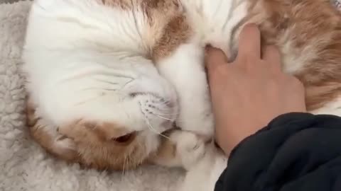 Cat Is Sleeping while we Message?