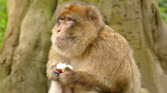 Cute monkey eating apple