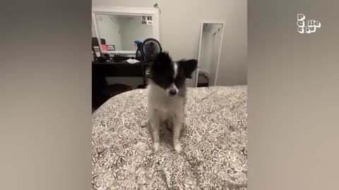 Animal funny Videos 2