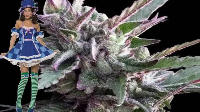 Thai Chi – Ace Seeds