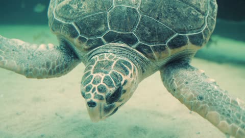 A Turtle Searching For Food On The Sea Floor