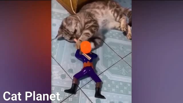 Cat playing with a toy, cute moments part 2