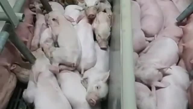 Cute piglets