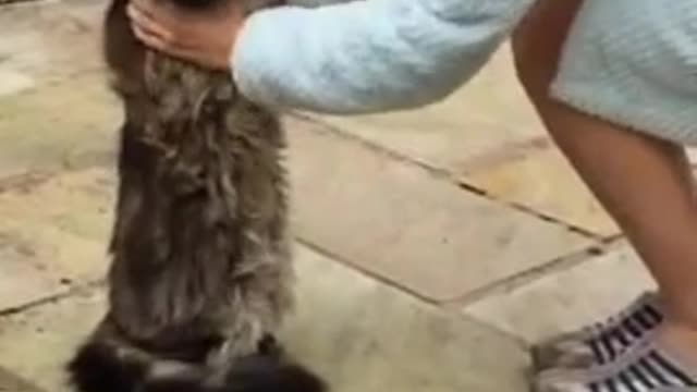 Cat puts arms up for hug