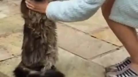Cat puts arms up for hug
