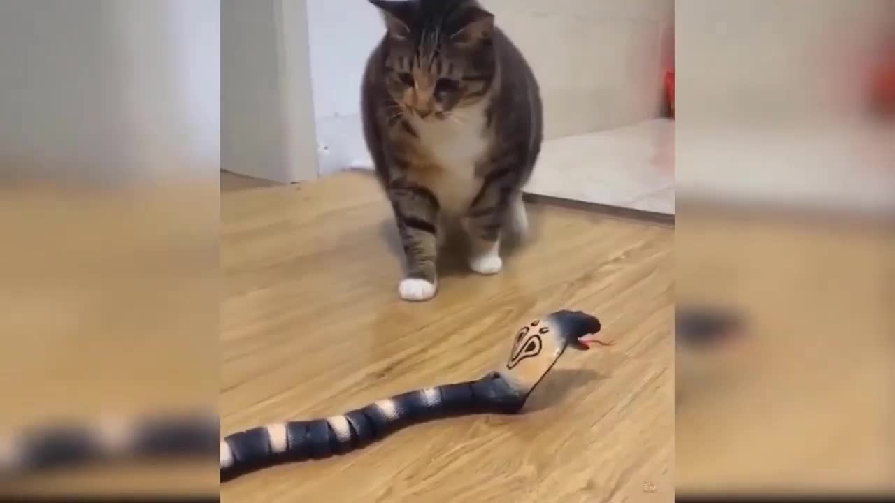 Now funny crazy cat and fake snake