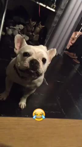 Hisis apprend à parler