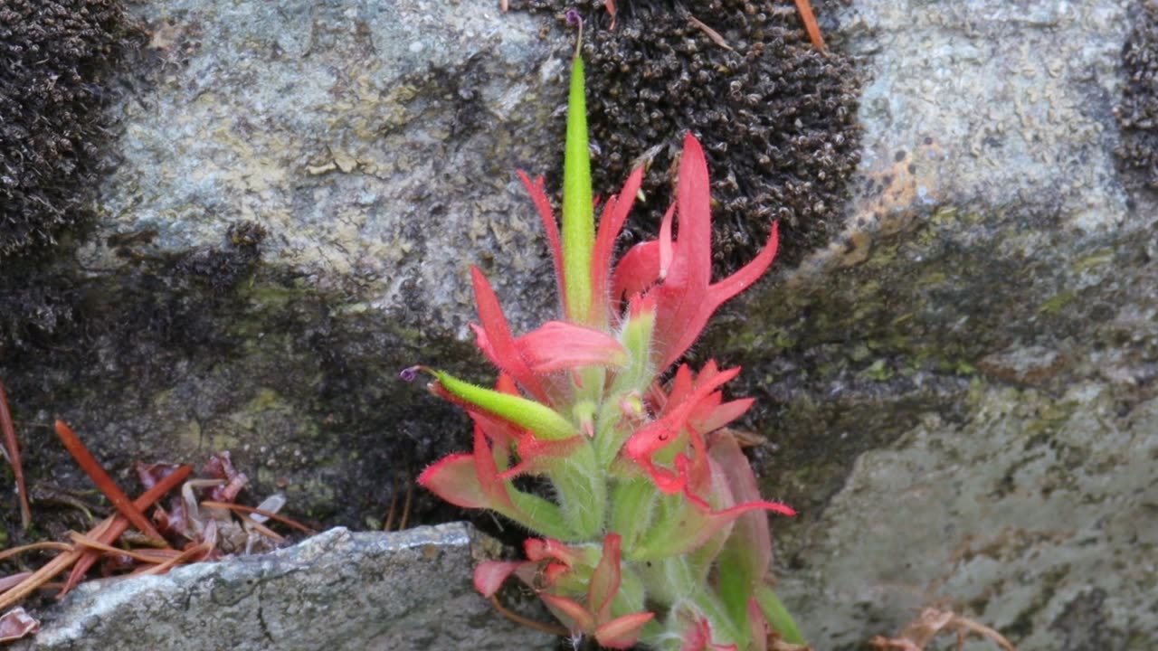 Common Red Paintbrush