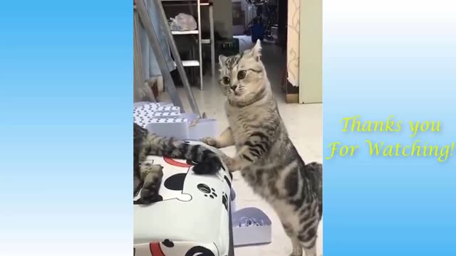 Top Funny Cat Videos of The Weekly - TRY NOT TO LAUGH 1